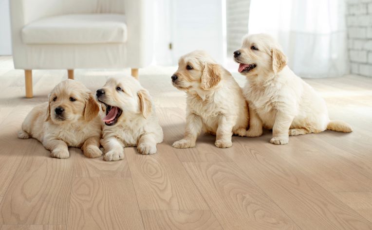 Golden retriever on hardwood floor